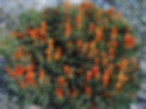 Banksia Ericifolia (Photo: Cas)